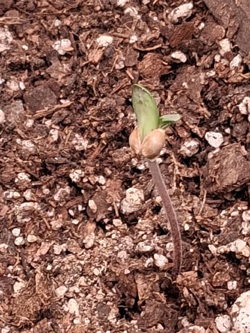 Lemon Cherry Cookies, Purple Haze and Strawberry Gorilla Grows — seedling_rooting, day 110