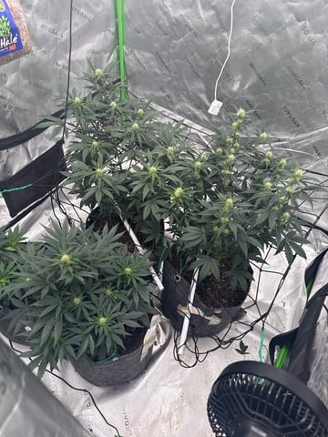 Humboldt  — flower, day 50