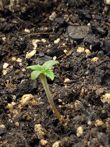Gorilla Melon — seedling_rooting, day 5