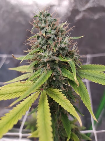 Pren seeds from brazil — flower, day 47