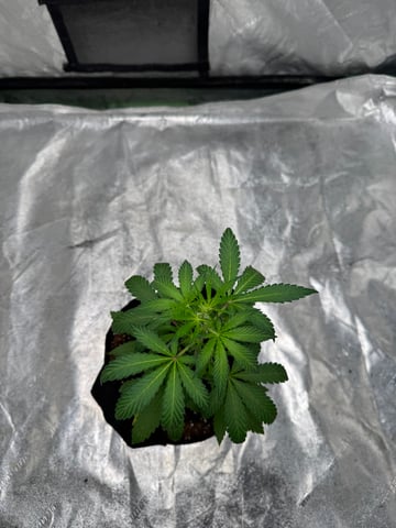 white runtz auto flower — vegetative, day 31