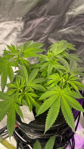 1st Ever Grow (Fat Bastard)(RDWC)  — vegetative, day 53