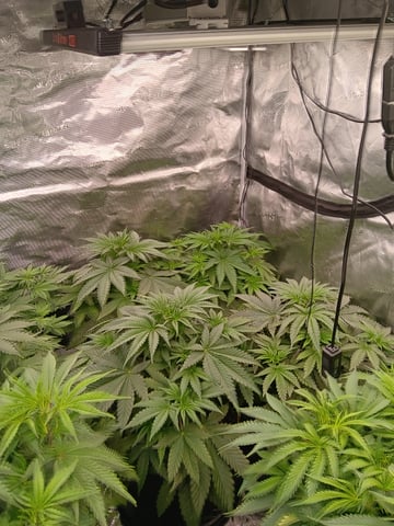 Gurilla Glue #4 × Samsquatch autos — vegetative, day 32