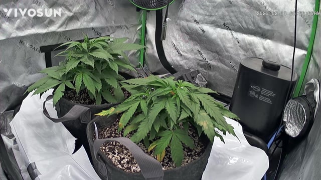 Ztrawberriez (Auto) 2026 - 1 — vegetative, day 33