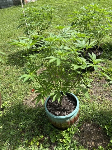 2026 Outdoor — vegetative, day 67