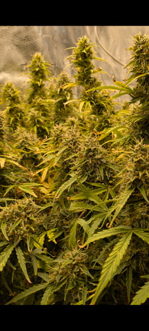 first grow — flower, day 68