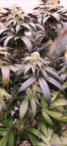 true genetics  — flower, day 87