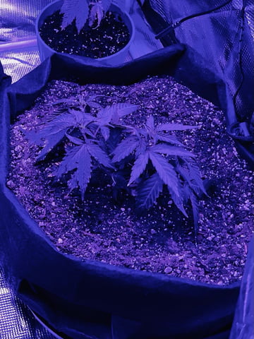 Banjo Clones — vegetative, day 69