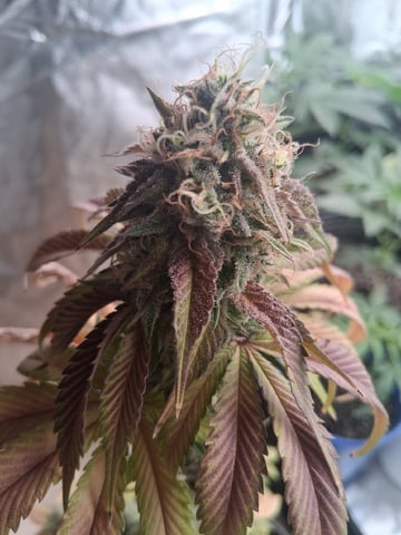 Free Seeds — harvest, day 167