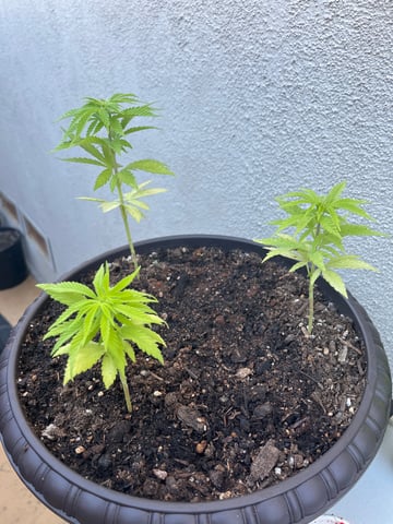 3masketeers — grow_setup, day 1