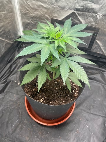 Blueberry — vegetative, day 38