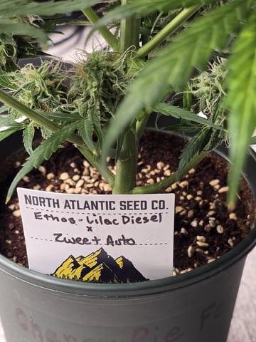 (4)autos  — harvest, day 92