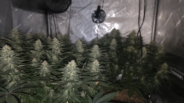 Original 1990 genetics  — flower, day 96