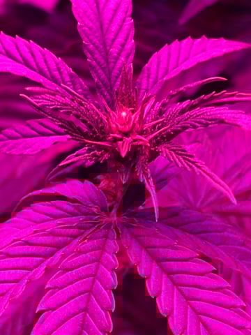 Fruity Pebbles Males — flower, day 9