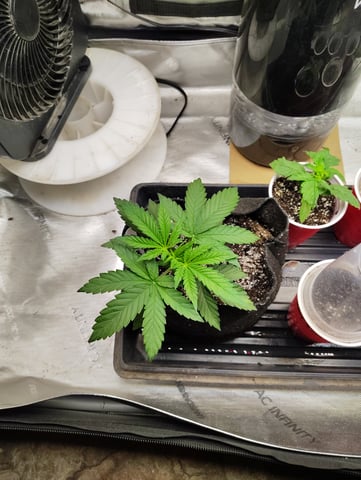First run with Athena nutrients 3rd grow total — vegetative, day 18