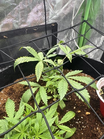 First Auto Run — auto, day 10