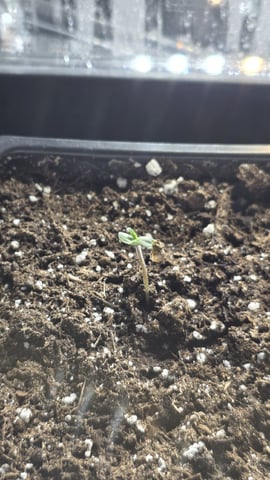 lilac diesel Rbx2 — germination, day 4