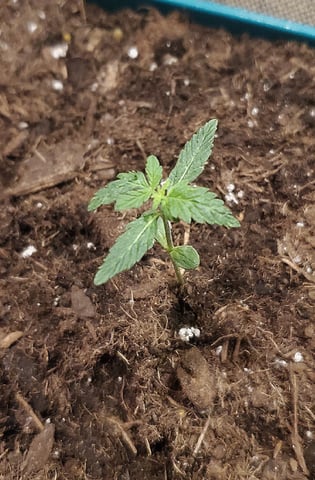Plant 10A — seedling_rooting, day 4