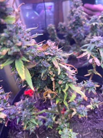 Frankengrape  — harvest, day 43