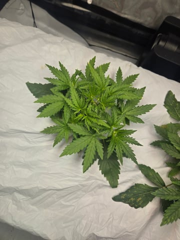 White rhino — vegetative, day 20