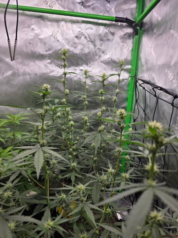 Auto RuntzxWreck — flower, day 21