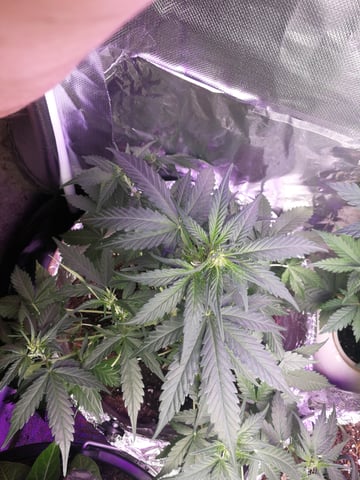 AWC  — flower, day 42