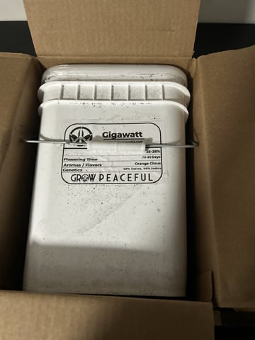 Gigawatt  — vegetative, day 19