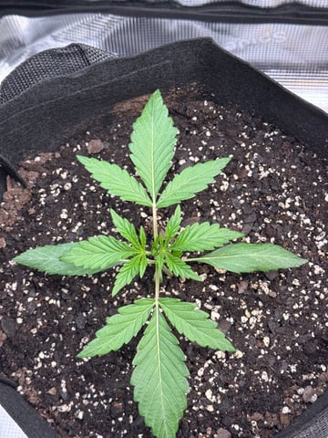 wedding cake auto FIRST GROW! — vegetative, day 17