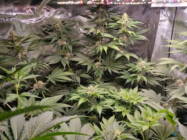 Gorilla Sherbert Feminized From Blimburn Seeds  — flower, day 70