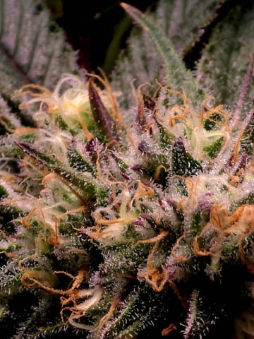 Dirty Bird - Thousand Island Fem & Platinum Kush Breath Remix x Grape Cakehead Fem Photo  — flower, day 91