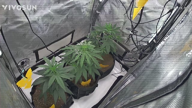 Barney's Gas Pack 