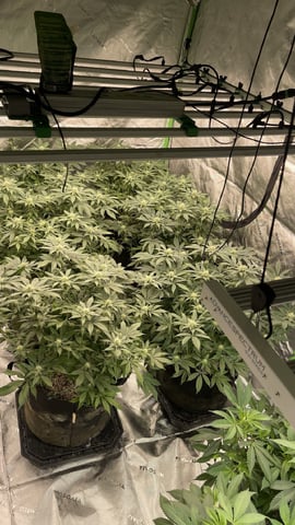 1st Ever Grow (GodFather OG) (Coco) — flower, day 109