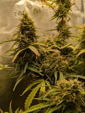 first grow — flower, day 68