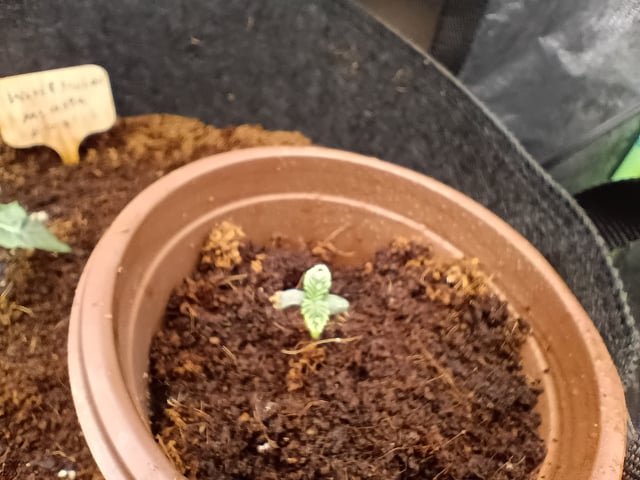 1st Grow Eva — seedling_rooting, day 8