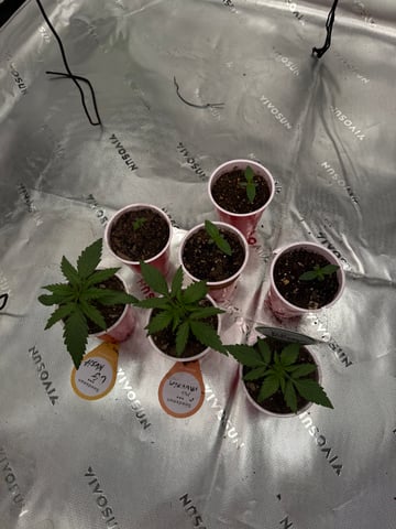 Humboldt  — seedling_rooting, day 15