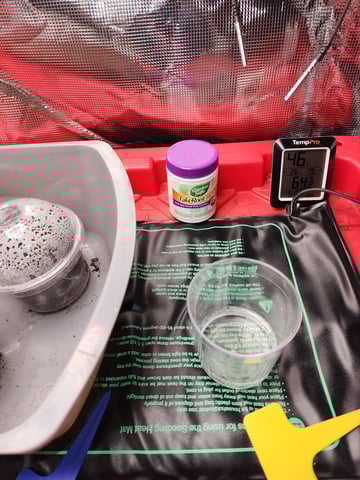 HE1E we GROW  — germination, day 24