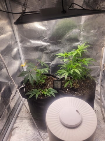 2 Week Old Babies — vegetative, day 2