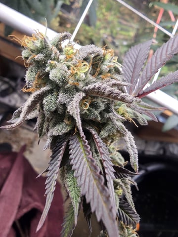 Dante's Inferno Rerun