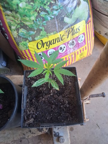 dustin plants — germination, day 5