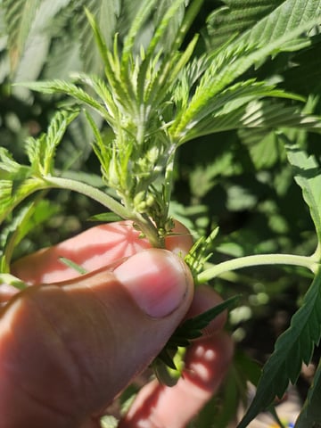 Sour Headies/OGBX1 — vegetative, day 34
