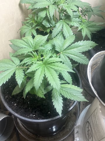 Milky Way F1 — auto, day 21