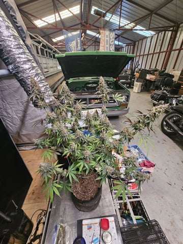 BLACKCHERRY SHERB — harvest, day 93