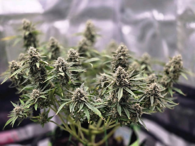 blue dream auto — flower, day 62