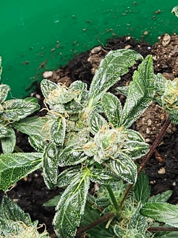 1st plant. Strain: Green Gelato AutoFlower — flower, day 83