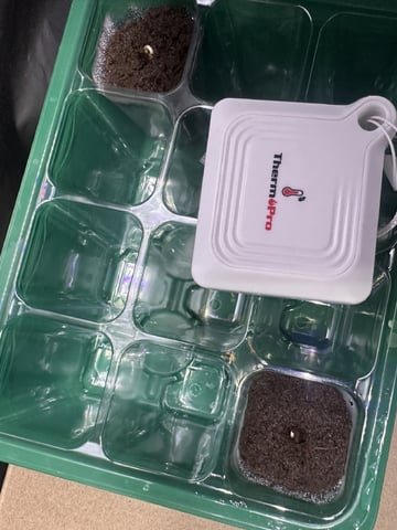 Ztrawberriez (Auto) 2026 - 1 — germination, day 3