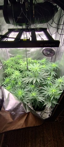 Skunk #1 — flower, day 89