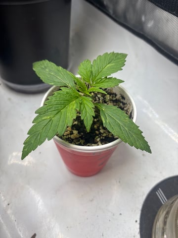 winter 25-26 — seedling_rooting, day 8