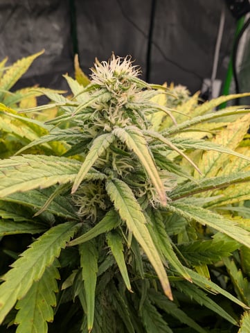 First Legal Grow — flower, day 112