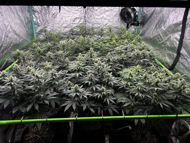 Pink Passion Fruit — flower, day 74