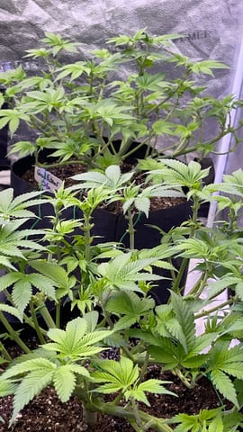 1st Ever Grow (GodFather OG) (Coco) — vegetative, day 57